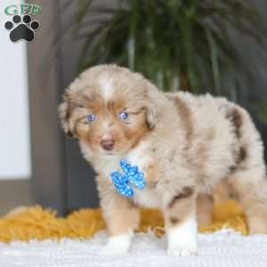 Marlu, Miniature Australian Shepherd Puppy
